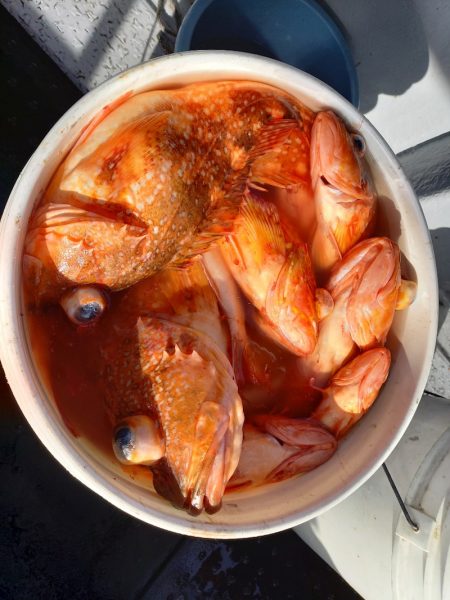 第二龍勢丸 釣果