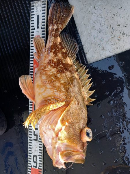 第二龍勢丸 釣果