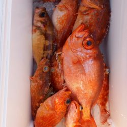 第二龍勢丸 釣果