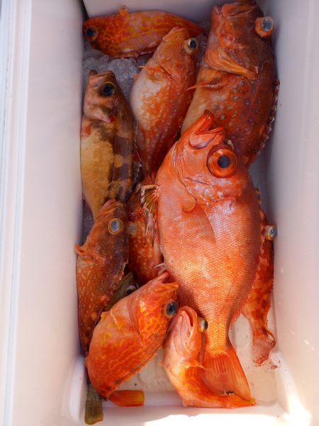 第二龍勢丸 釣果