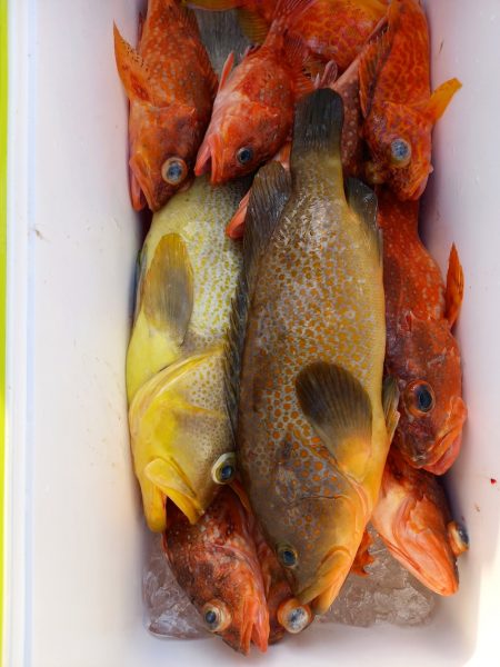 第二龍勢丸 釣果