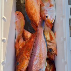 第二龍勢丸 釣果