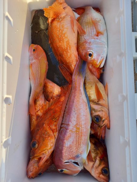 第二龍勢丸 釣果