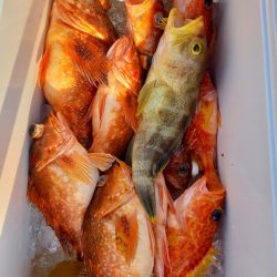 第二龍勢丸 釣果