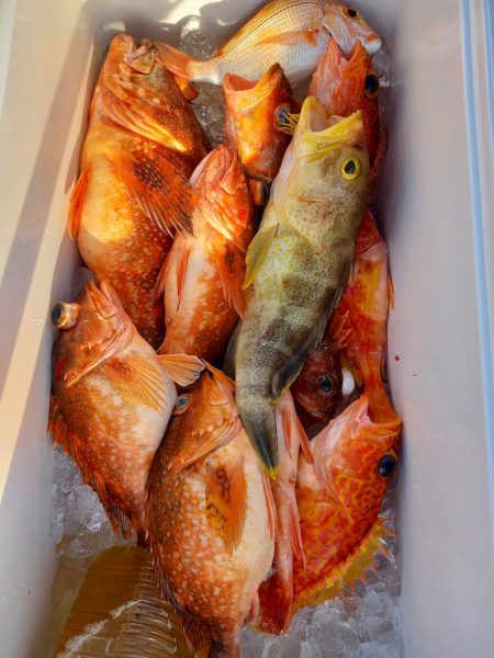 第二龍勢丸 釣果