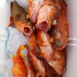 第二龍勢丸 釣果