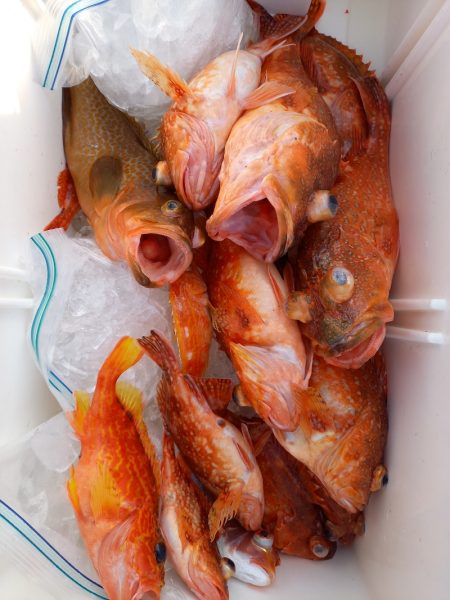 第二龍勢丸 釣果