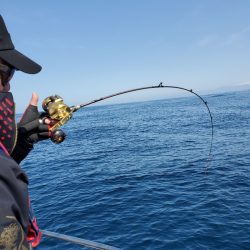 シーライオン 釣果