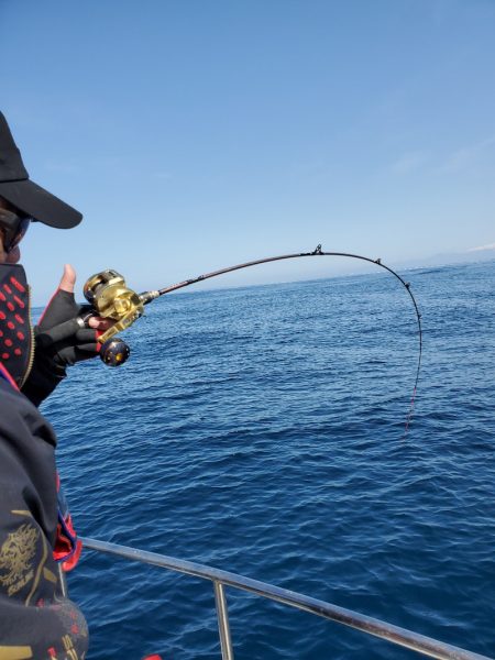 シーライオン 釣果