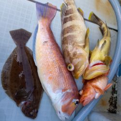 アマテラス 釣果