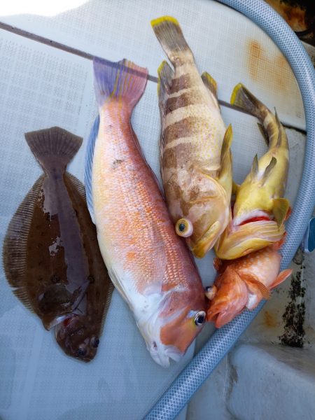 アマテラス 釣果