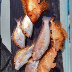 アマテラス 釣果