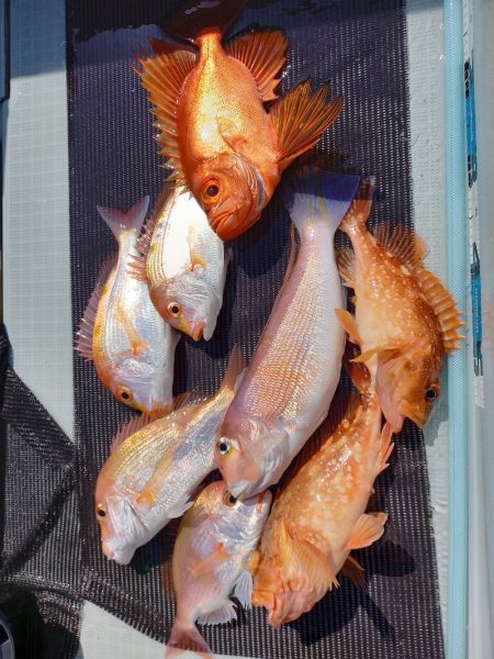 アマテラス 釣果
