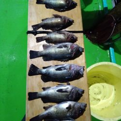 小島丸 釣果