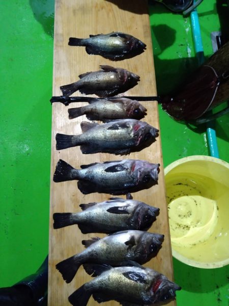 小島丸 釣果