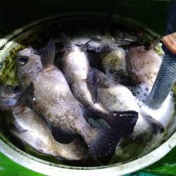 小島丸 釣果