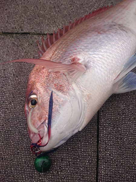 ARCADIAⅡ （アルカディアⅡ） 釣果