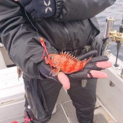 ARCADIAⅡ （アルカディアⅡ） 釣果