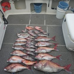 ARCADIAⅡ （アルカディアⅡ） 釣果