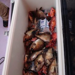 海龍丸（石川） 釣果