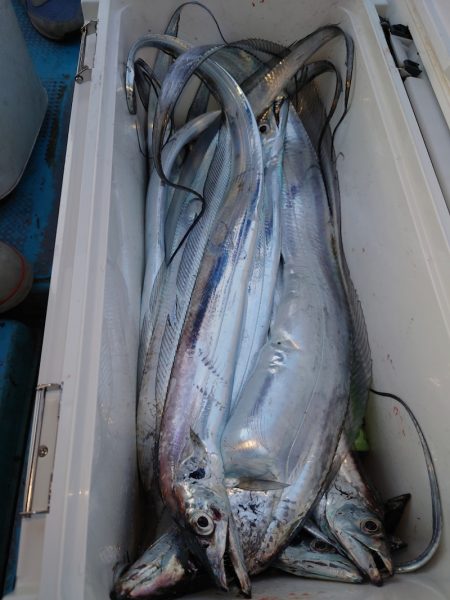 シースナイパー海龍 釣果