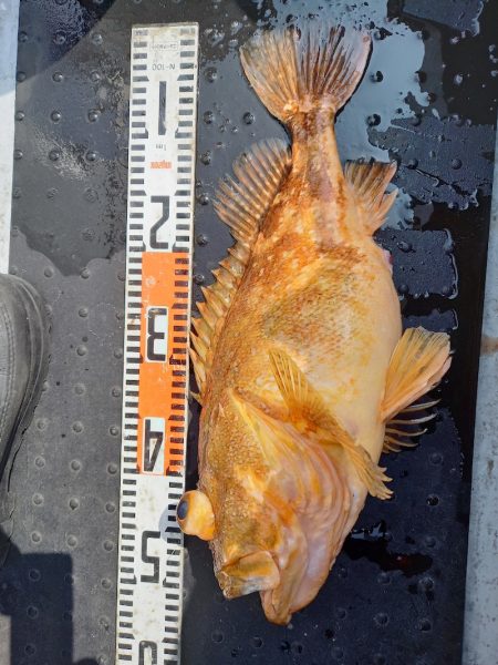 第二龍勢丸 釣果