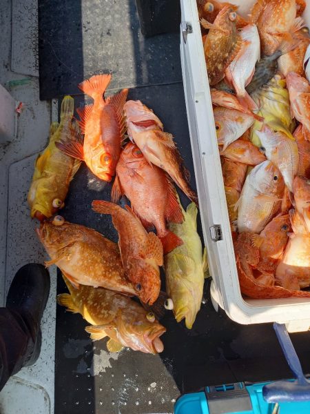 第二龍勢丸 釣果