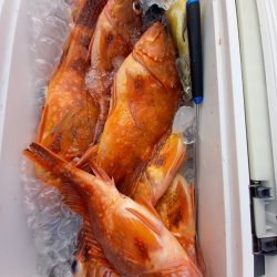 第二龍勢丸 釣果