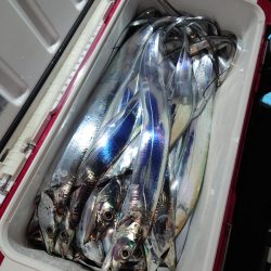 シースナイパー海龍 釣果