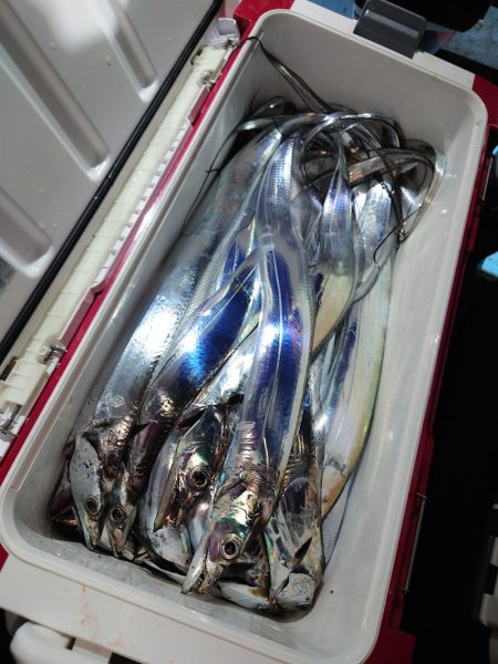 シースナイパー海龍 釣果