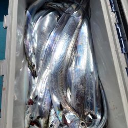 シースナイパー海龍 釣果