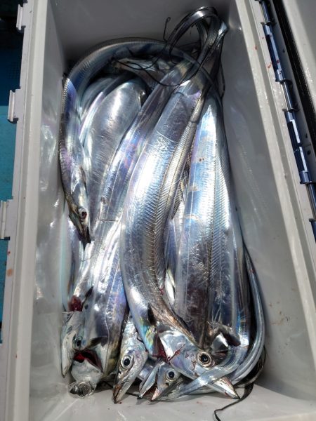 シースナイパー海龍 釣果