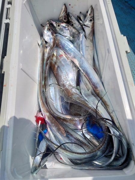 シースナイパー海龍 釣果