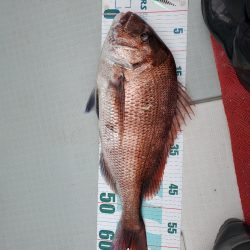 シーライオン 釣果