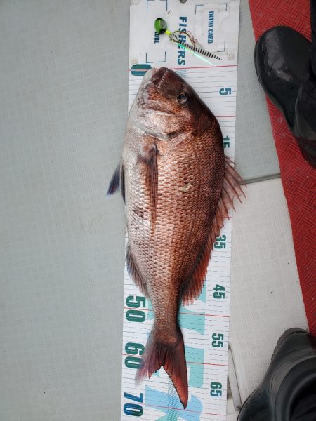 シーライオン 釣果