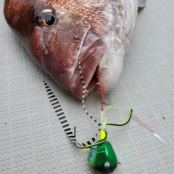 シーライオン 釣果