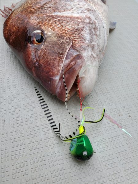 シーライオン 釣果