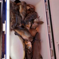 海龍丸（石川） 釣果