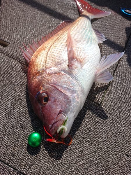 ARCADIAⅡ (アルカディアⅡ) 釣果