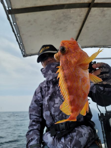ソルトウォーターガイドフレンズ 釣果