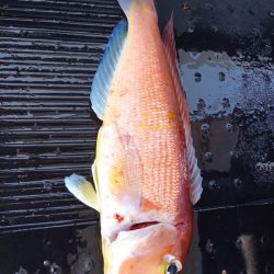 第二龍勢丸 釣果