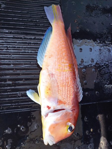 第二龍勢丸 釣果