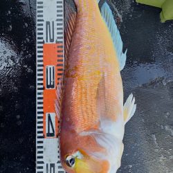 第二龍勢丸 釣果