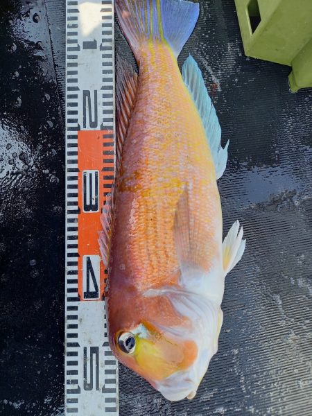 第二龍勢丸 釣果