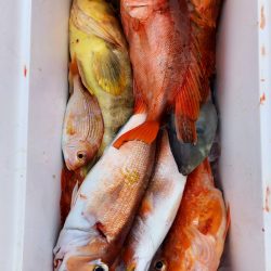 第二龍勢丸 釣果