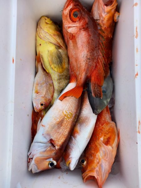 第二龍勢丸 釣果