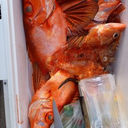 第二龍勢丸 釣果