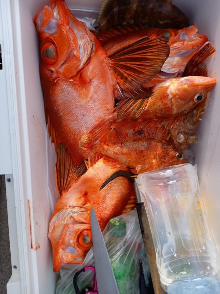 第二龍勢丸 釣果