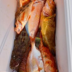 第二龍勢丸 釣果