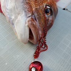 シーライオン 釣果